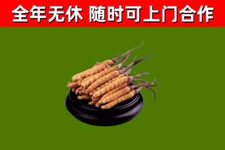 漯河市回收冬虫夏草