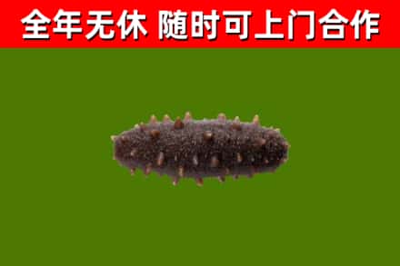漯河市回收海参干